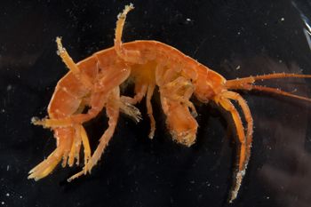 Media type: image;   Invertebrate Zoology 140276